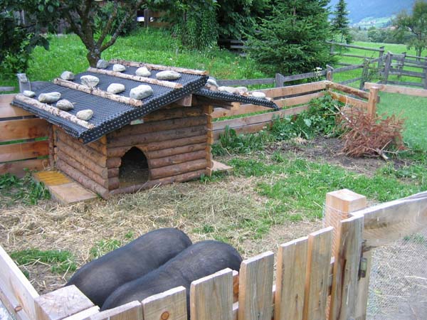 02 Haengebauchschwein